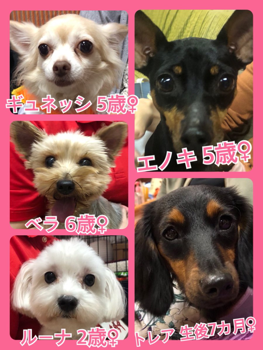 🐾今日の里親様募集中ワンコ🐶メンバーです🐾2019,11,3